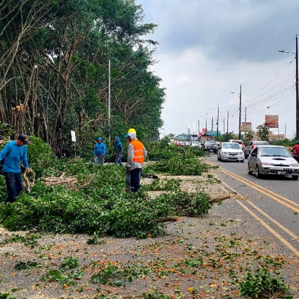 Culminaron trabajos de poda