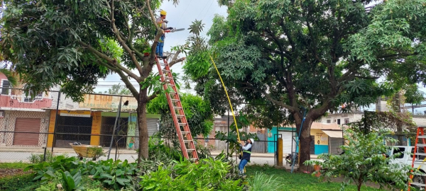 Personal de EMSABA realiza poda de árboles
